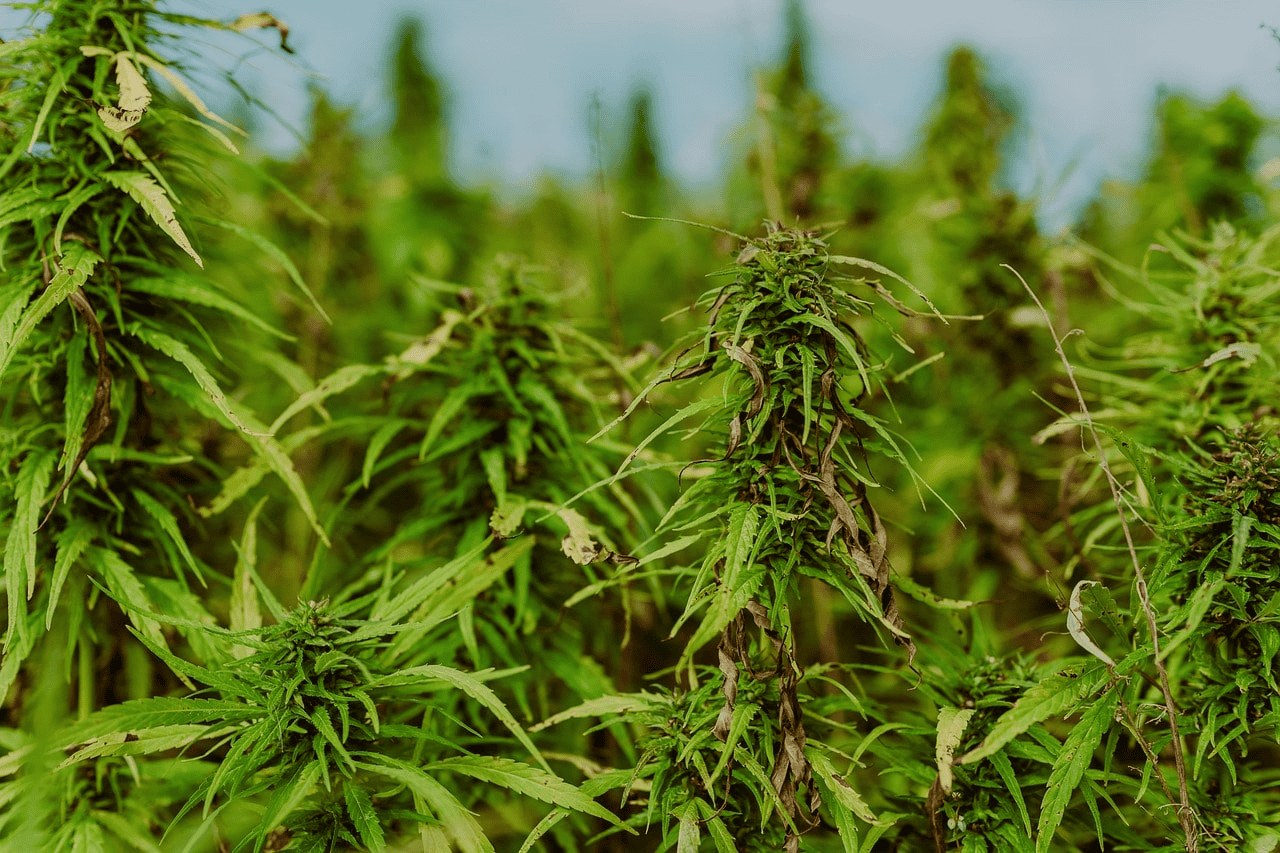  Everything You Need to Know About Hemp in the United States
