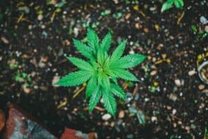 Mastering the Cannabis Seedling Stage: Tips for Every Cannabis Plant Grower
