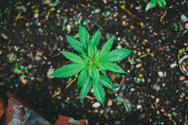 Mastering the Cannabis Seedling Stage: Tips for Every Cannabis Plant Grower