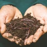 Using Worm Castings as Organic Fertilizer for Growing Cannabis