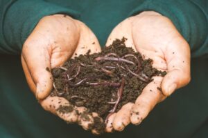 worm casings as fertilizer