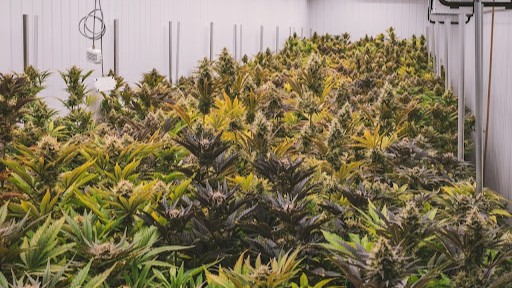 Guide to Setting Up a Grow Room in Cannabis Cultivation