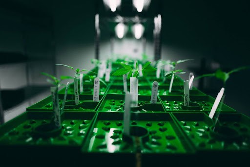 Mastering the Clone Dome in Cannabis Cultivation for Optimal Growth