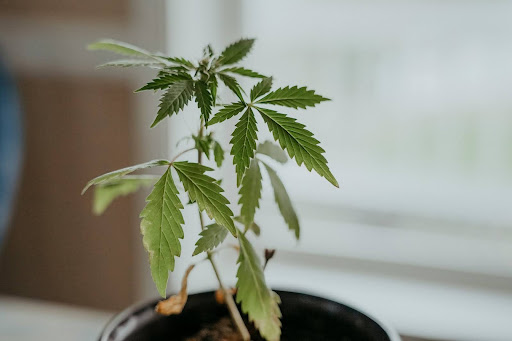 What Is a Rootbound Cannabis Plant?