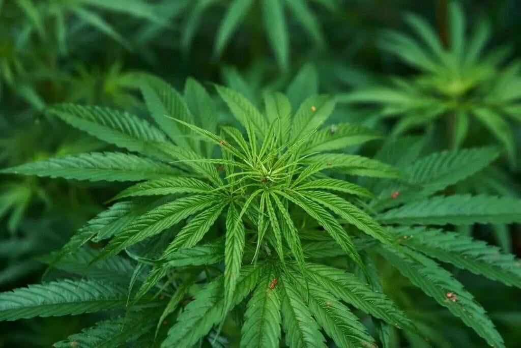 Understanding Marijuana Hydroponics: How To Grow Hydroponic Cannabis at Home