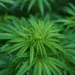 Understanding Marijuana Hydroponics: How To Grow Hydroponic Cannabis at Home