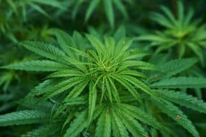 The Pros and Cons of Machine Trimmed Cannabis: What You Need to Know