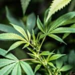 Male Cannabis Plants: How Can You Use Them & What Is Their Importance?