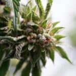 Cannabis High Stress Training (HST): A Guide to Boosting Your Yield