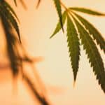 Maximizing Cannabis Flavor and Efficiency with Terp Pearls