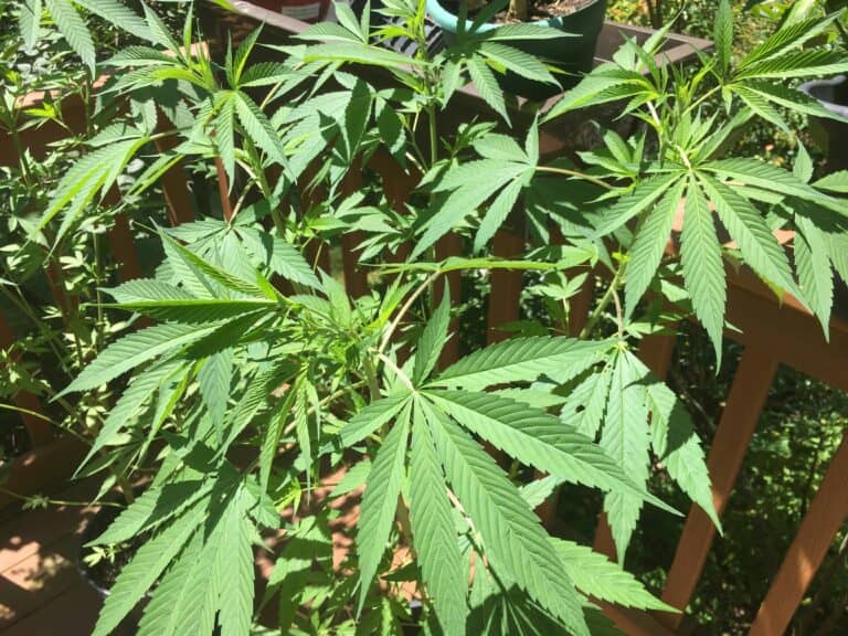 Cannabis Oral Sprays: A Guide to Effective Dosing and Benefits