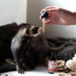 Hemp-Based Pet Products: The Ultimate Guide to CBD for Animals