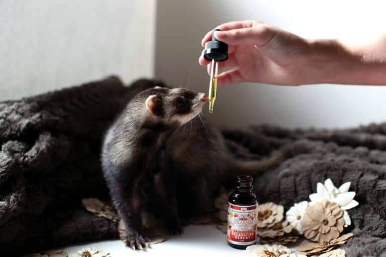 Hemp-Based Pet Products: The Ultimate Guide to CBD for Animals