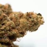 The Life Cycle of Fungus Gnats and Their Impact on Cannabis Plants