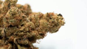 The Life Cycle of Fungus Gnats and Their Impact on Cannabis Plants