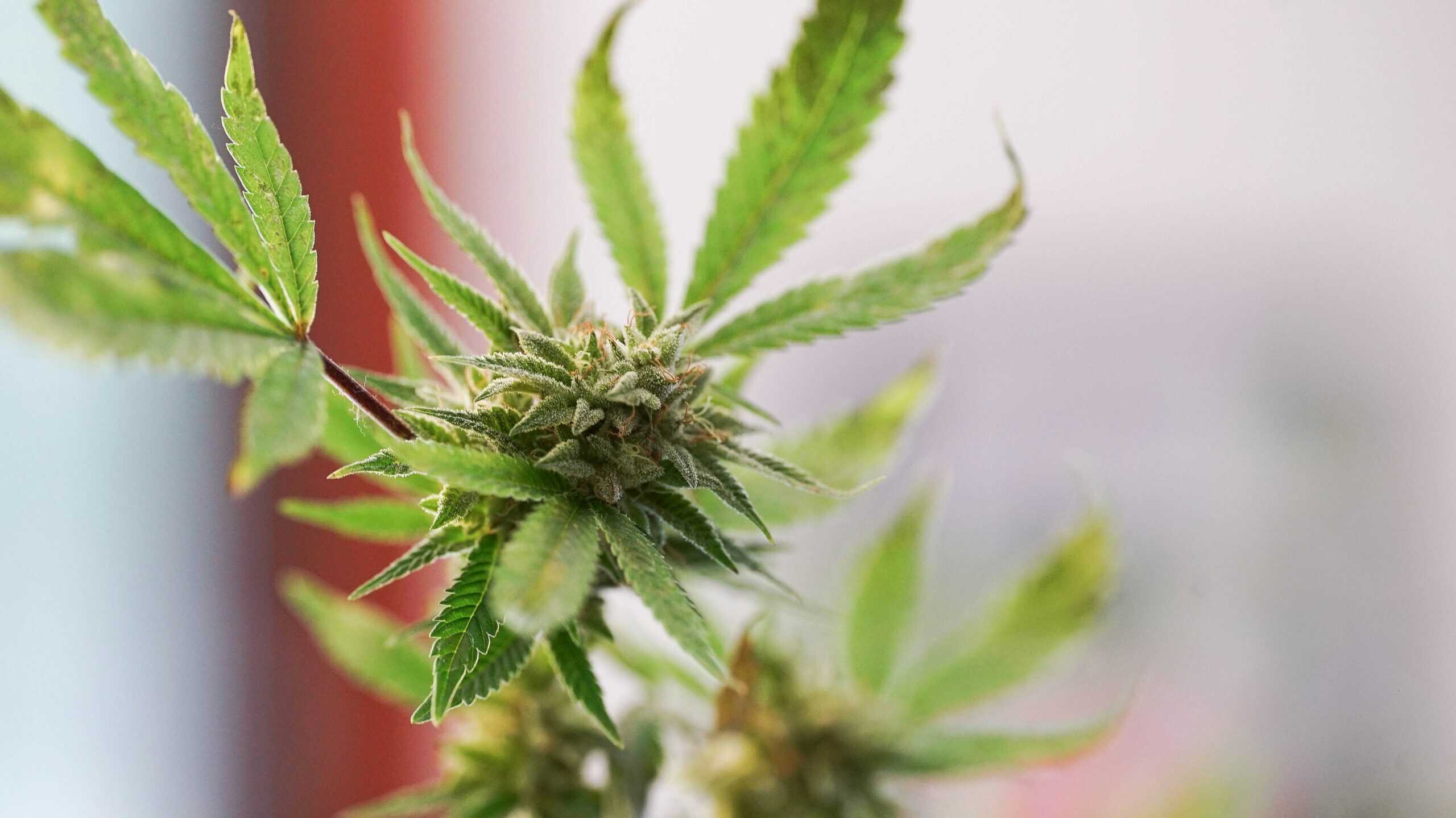 Topping Cannabis Plants: Essential Tips for Beginner Growers