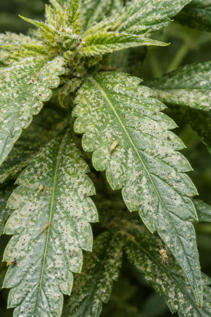 Effective Strategies for Managing Cannabis Thrips in Your Grow Room