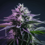 Cannabis Growing Tips: Indoor vs Outdoor Cultivation Guide