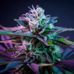 Best Time to Harvest Cannabis: Signs of Peak Potency