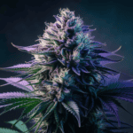 Why Cannabis is Perfect for Social Settings