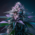 Cannabis Concentrates: Wax, Shatter, and Live Resin