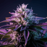 Cannabis and Creativity: Why Artists Love This Strain