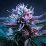 Cannabis Genetics: Parent Strains and Lineage History