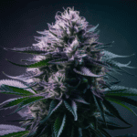 Cannabis Terpene Profile: Understanding the Aromatics