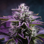 Why Cannabis is Perfect for Social Settings