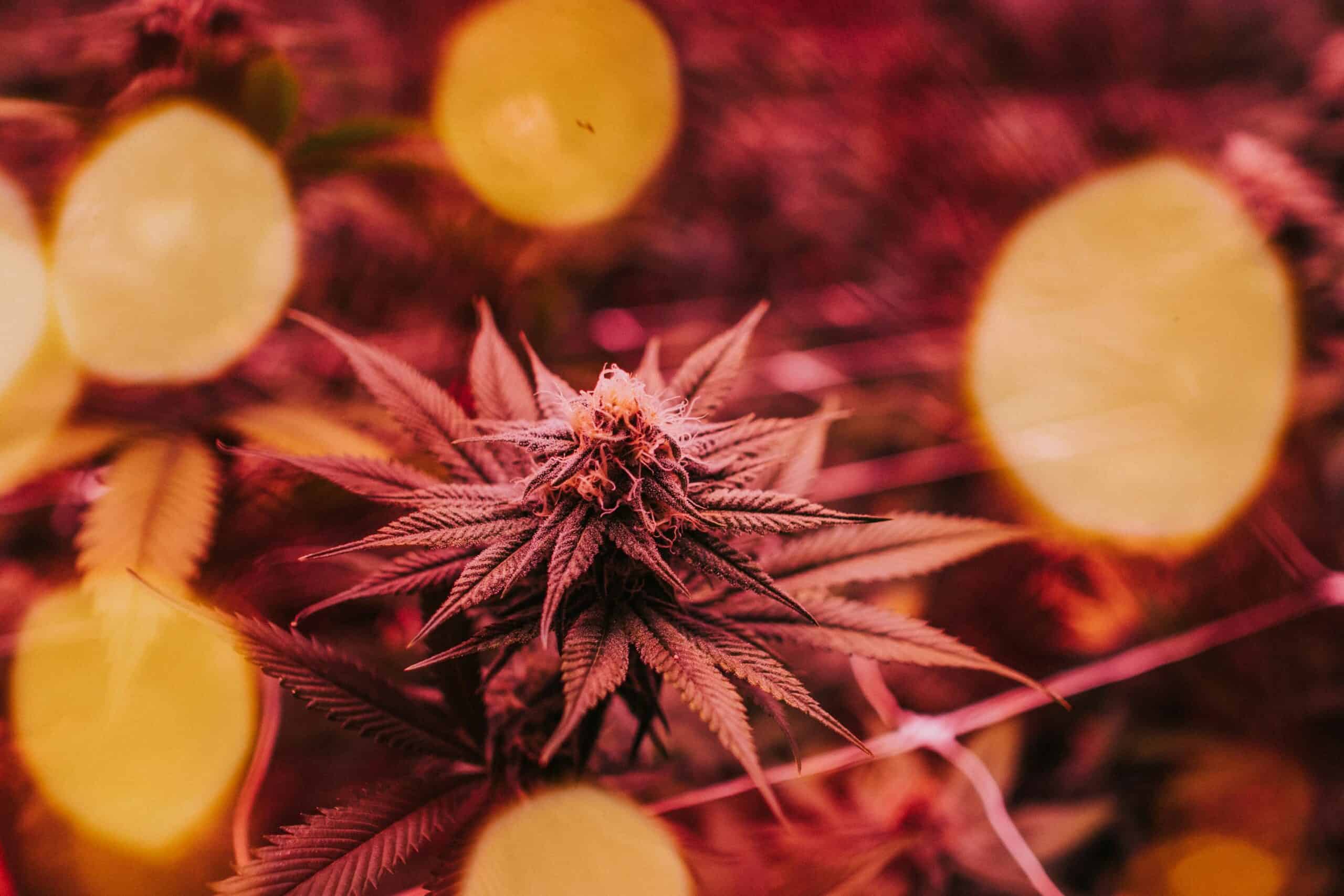 How to Identify and Treat Powdery Mildew Spores on Cannabis Plants