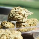 Cannabis Bud Rot: Causes, Prevention, and Solutions