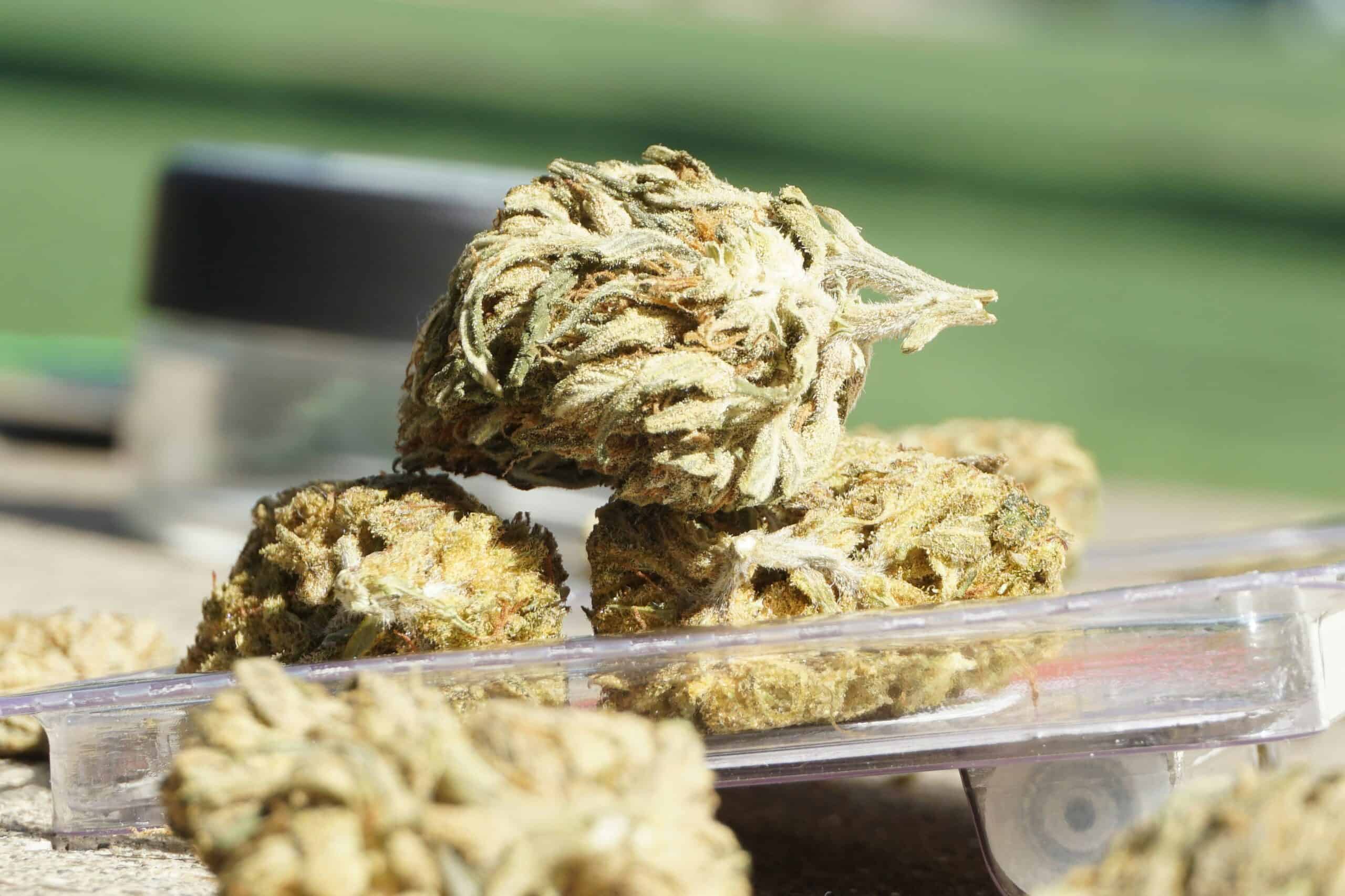 Cannabis Bud Rot: Causes, Prevention, and Solutions