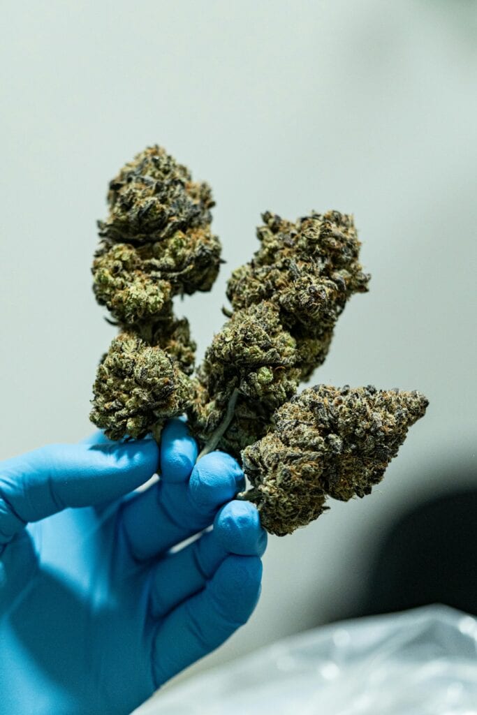 The Secret to Superior Quality and Flavor in Cannabis: Hand-Trimmed Cannabis Buds