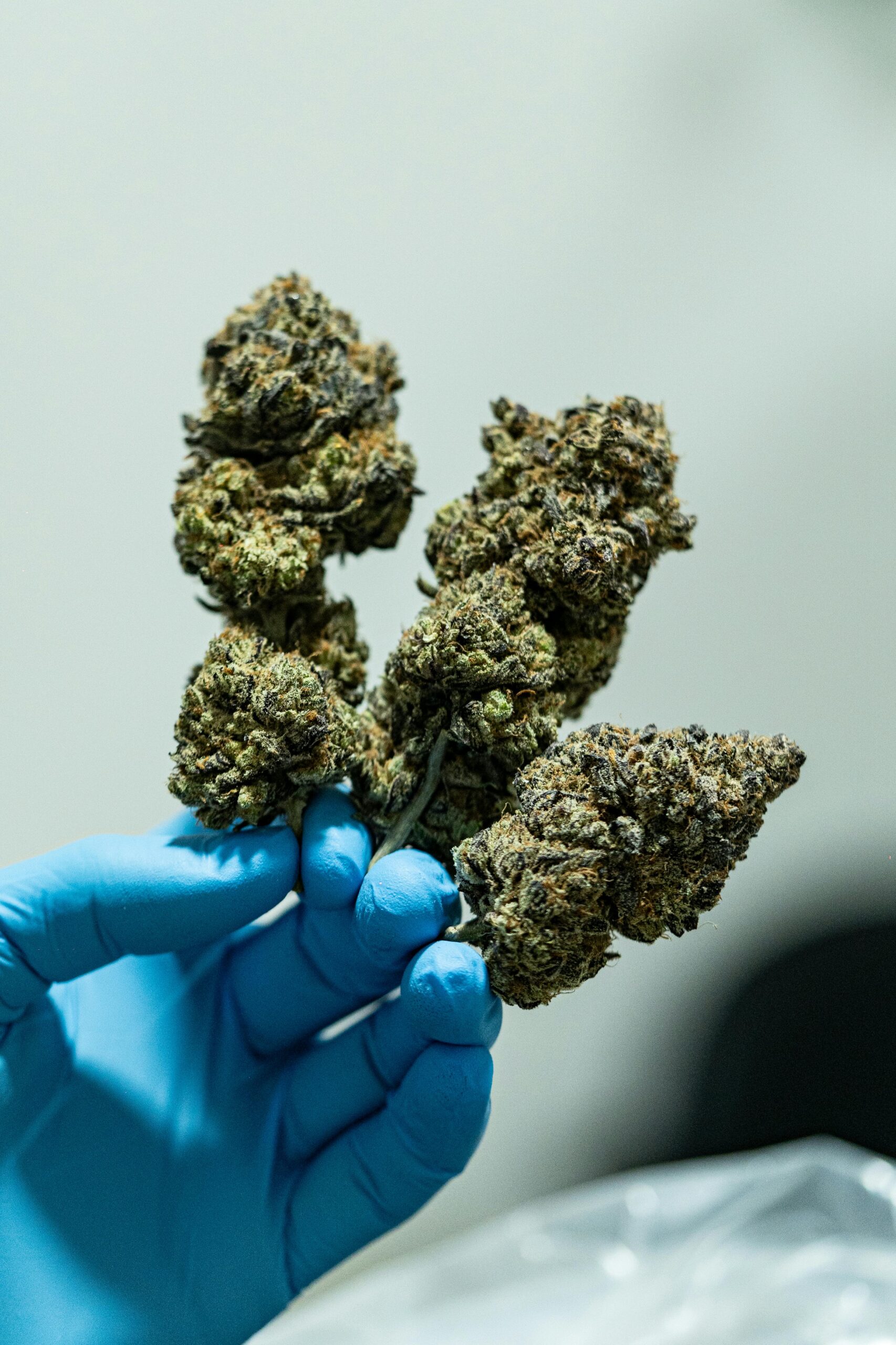 The Secret to Superior Quality and Flavor in Cannabis: Hand-Trimmed Cannabis Buds