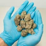 The Secret to Superior Quality and Flavor in Cannabis: Hand-Trimmed Cannabis Buds