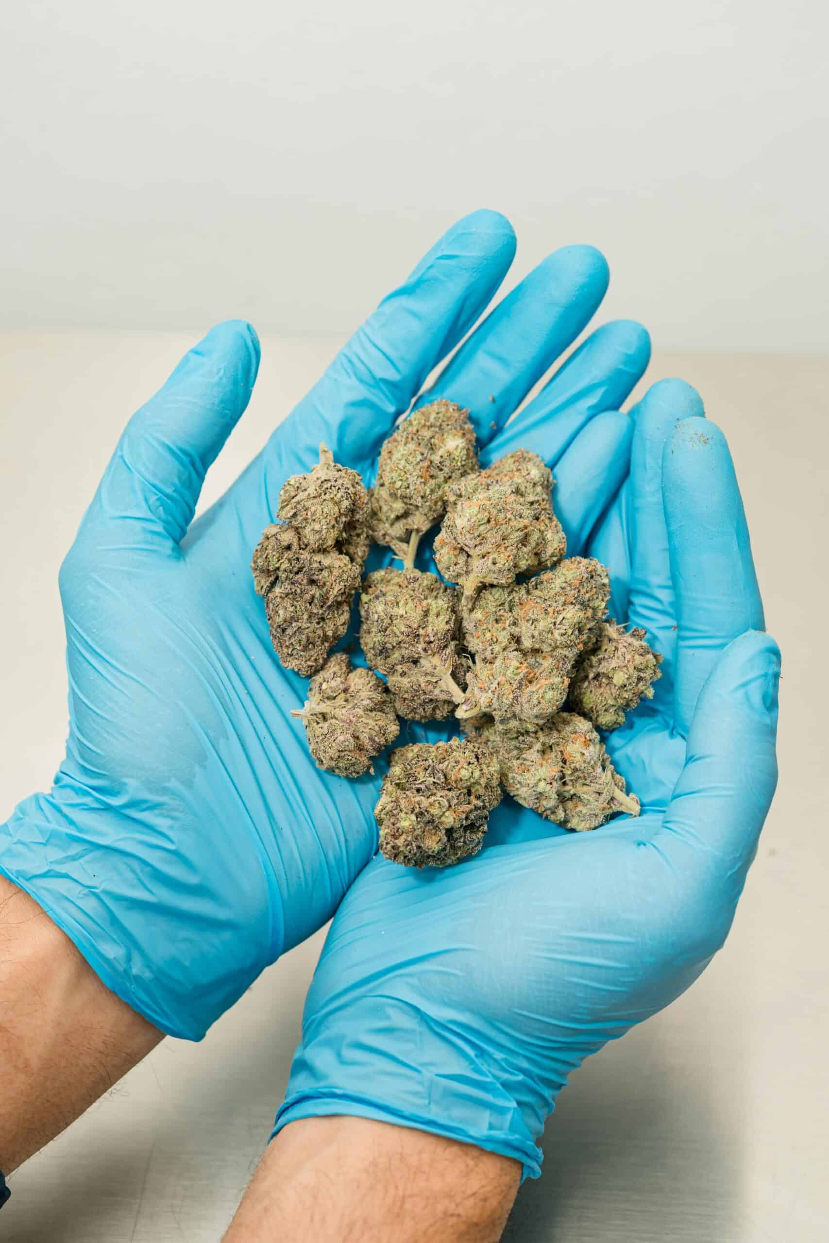 The Secret to Superior Quality and Flavor in Cannabis: Hand-Trimmed Cannabis Buds