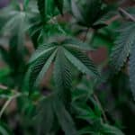 Endogenous Cannabinoids: An Overview of Their Function and Importance