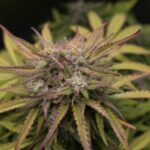 Understanding Cannabis Terpinolene in the Cannabis Plant