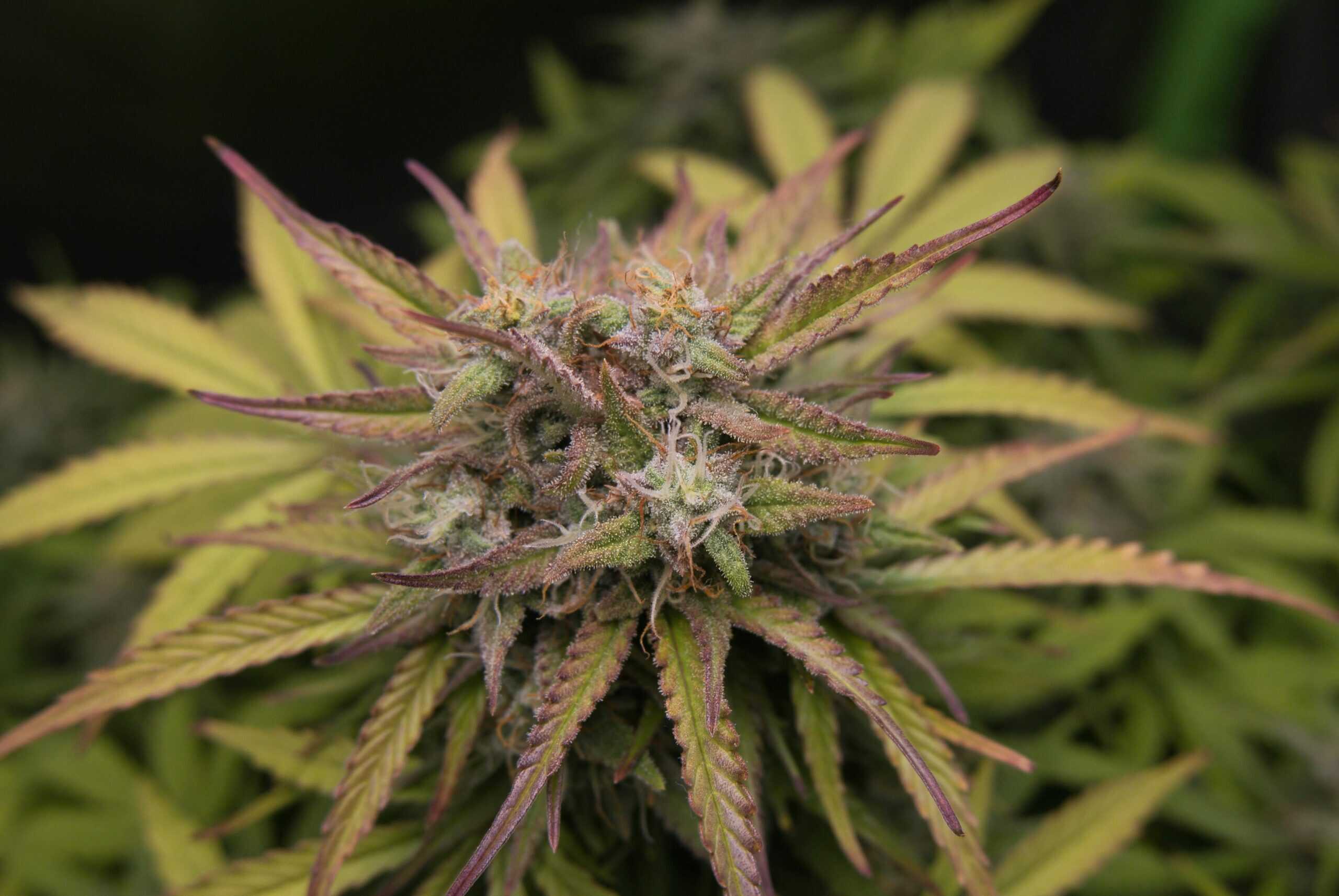 Understanding Cannabis Terpinolene in the Cannabis Plant