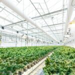 Lollipopping Cannabis: The Secret to Healthier Plants and Higher Yields