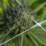 What’s Cannabis Resin? Its Uses and Benefits Explained in Detail