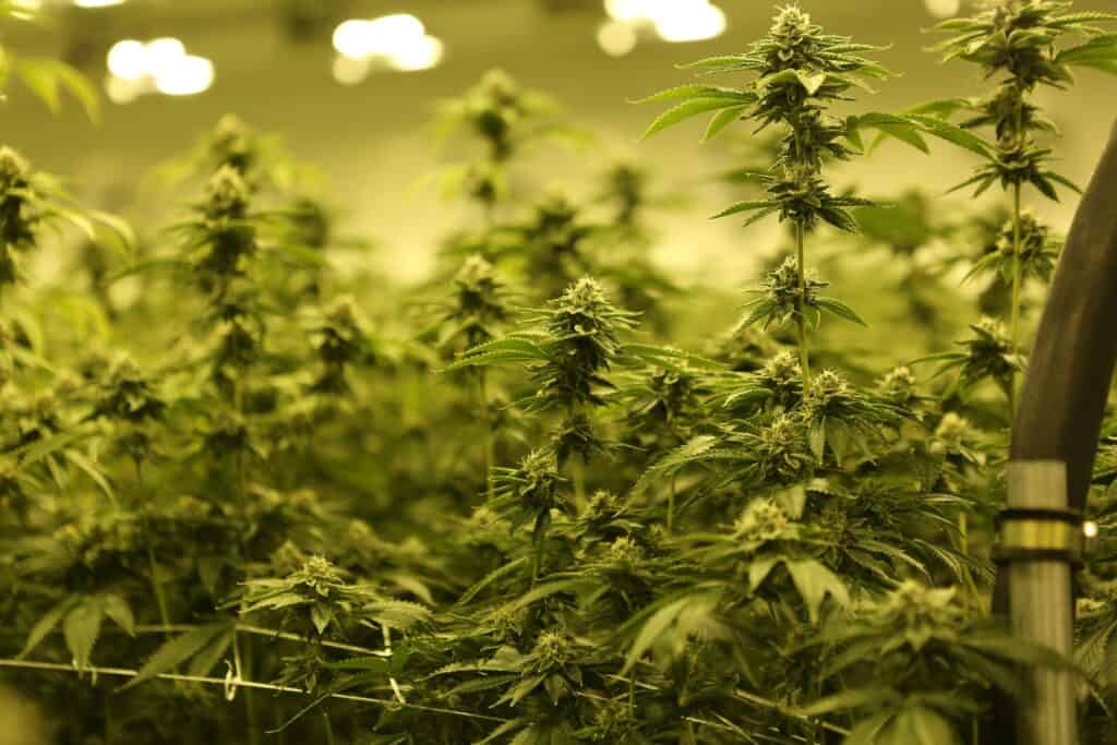 HID Grow Lights for Cannabis Cultivation: Boost Your Grow Room’s Potential