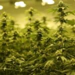 HID Grow Lights for Cannabis Cultivation: Boost Your Grow Room’s Potential