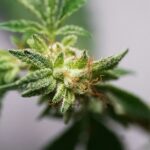 Managing Cannabis Aphids: Spotting, Stopping, and Staying Ahead