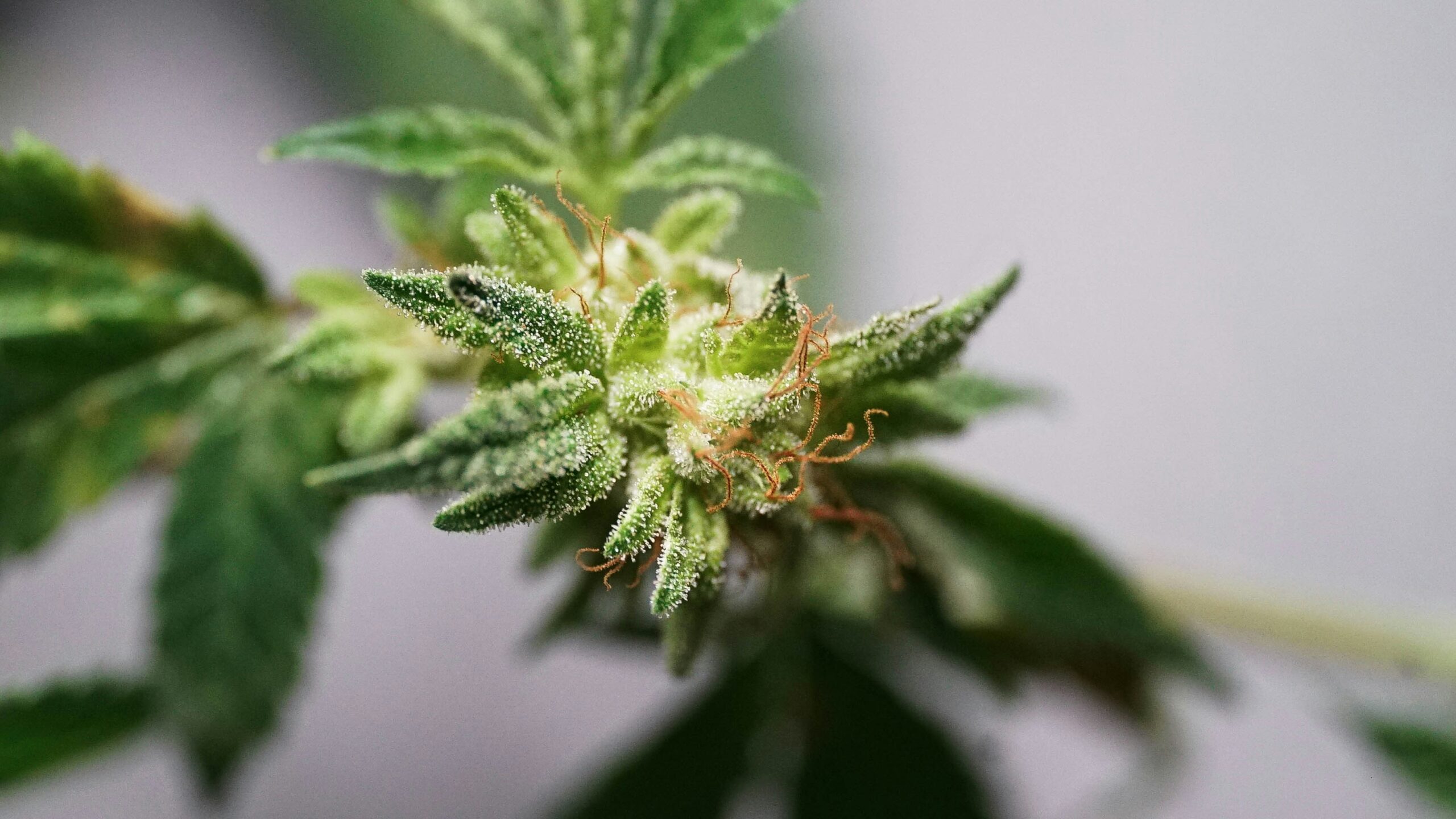 Managing Cannabis Aphids: Spotting, Stopping, and Staying Ahead
