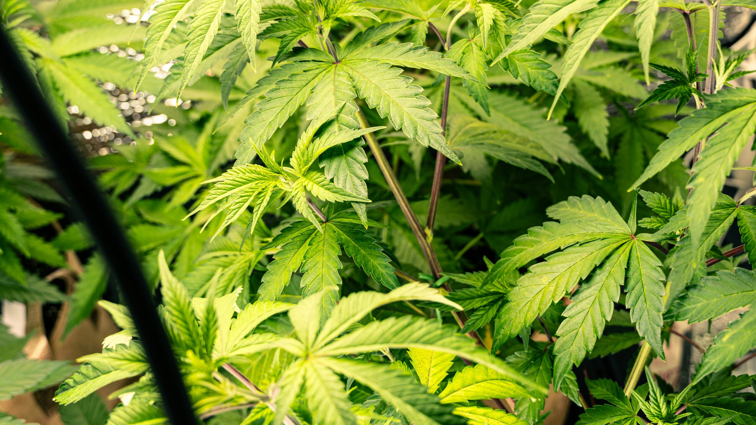 Homeostasis in Cannabis Cultivation: Achieving Optimal Growth and Balance