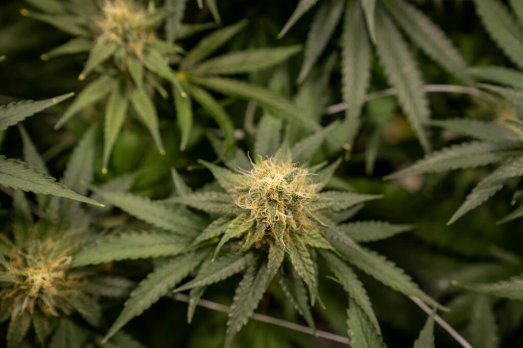 Essential Nutrient Guide on How To Use Foliar Feeding on Cannabis Plants for Optimal Growth