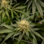 Essential Nutrient Guide on How To Use Foliar Feeding on Cannabis Plants for Optimal Growth