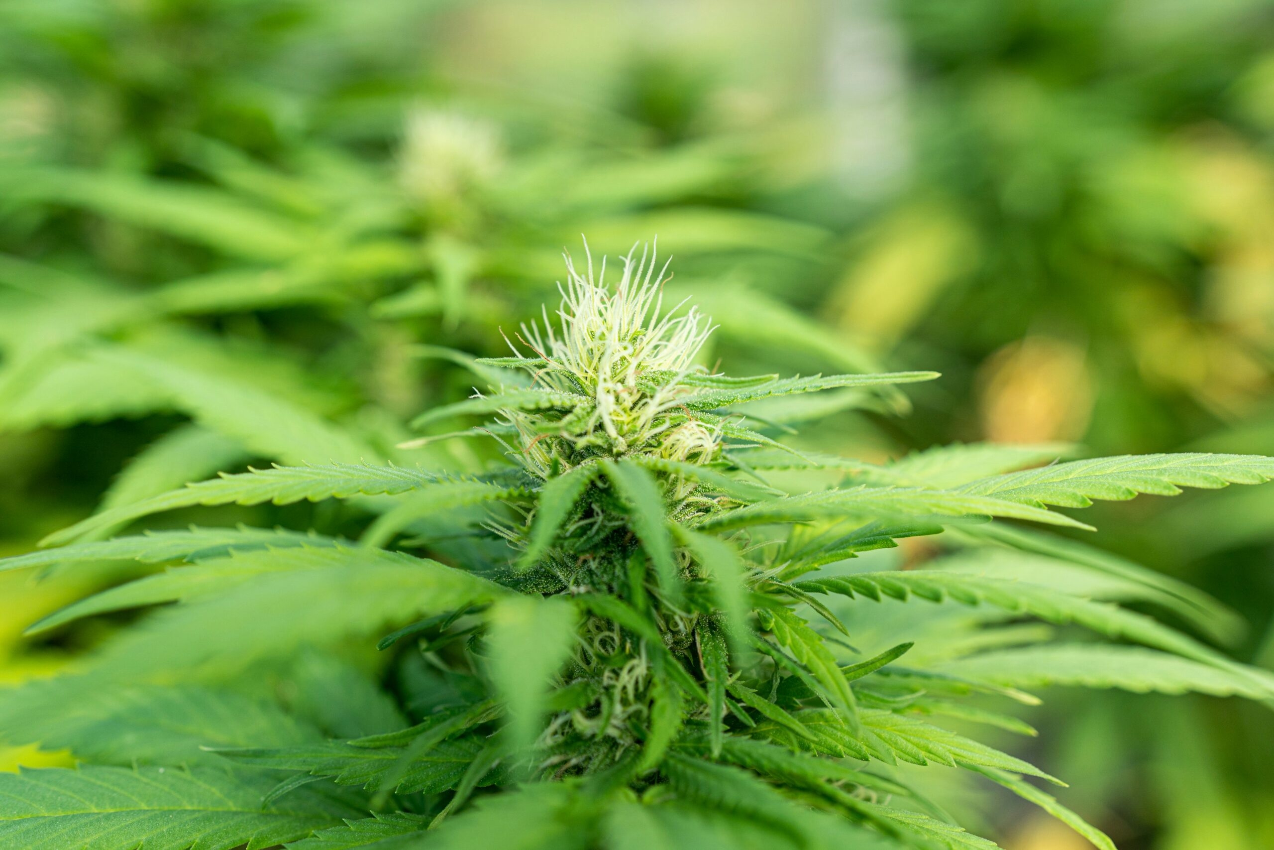 One-Hitter: What is a One-Hitter and How Do You Use It?