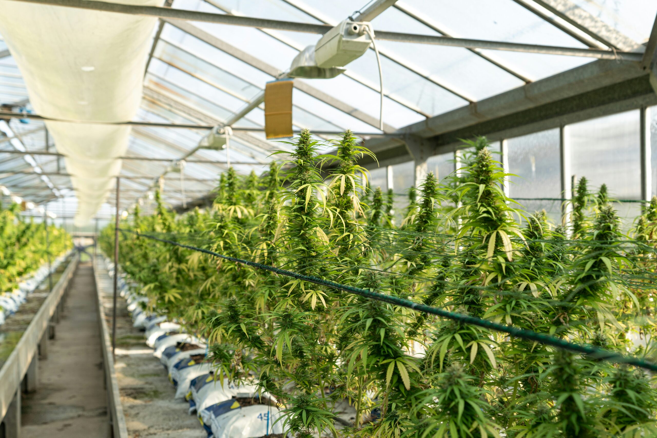 Cannabis Underwatering: How to Identify and Prevent It